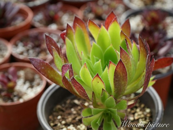 孔雀法师 Aeonium cabernet