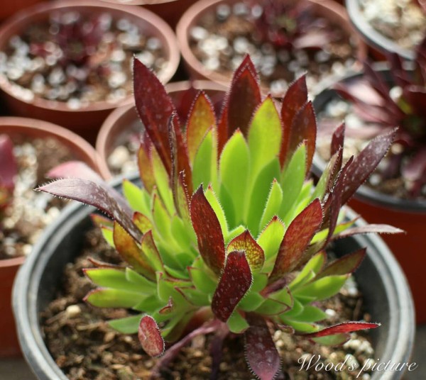 孔雀法师 Aeonium cabernet