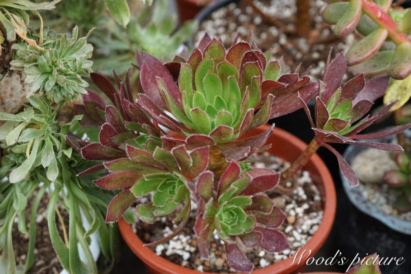 孔雀法师 Aeonium cabernet