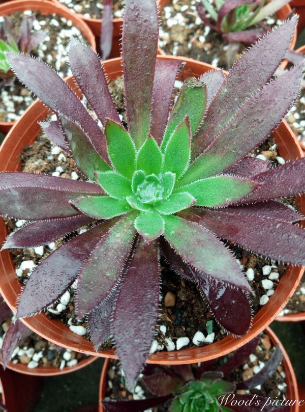 孔雀法师 Aeonium firecracker