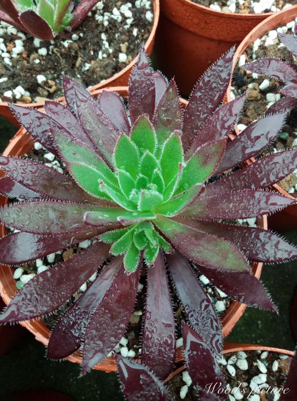 孔雀法师 Aeonium firecracker