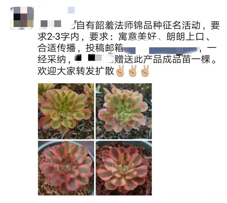 韶羞锦，维娜法师