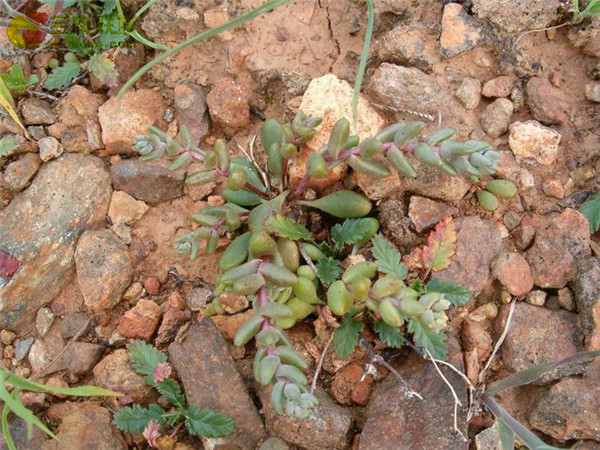 仙女杯瓦瑞伽塔 Dudleya variegata