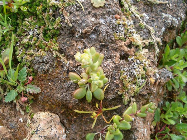 仙女杯瓦瑞伽塔 Dudleya variegata