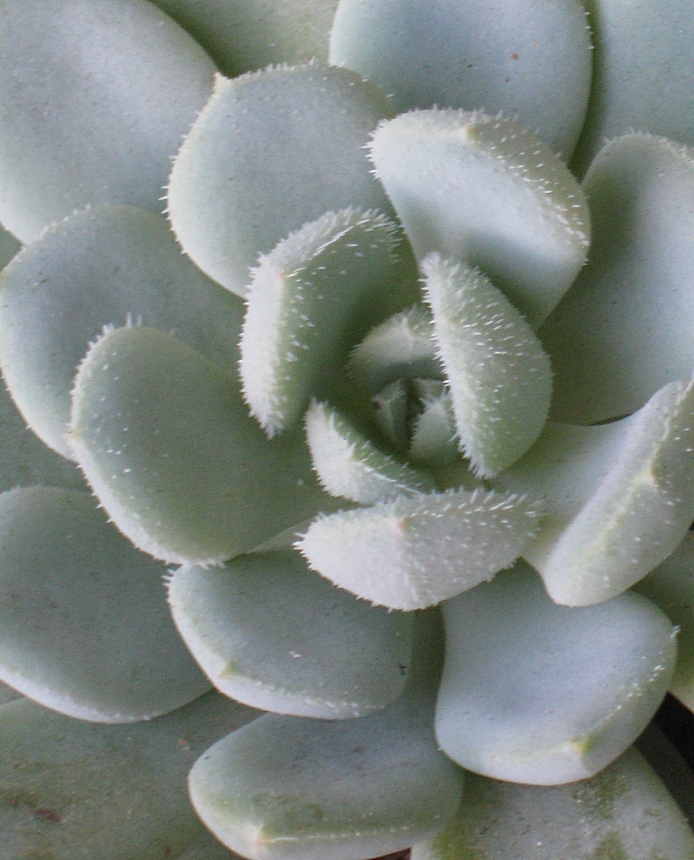 雪莲杂青渚莲 Echeveria Humberto Villa