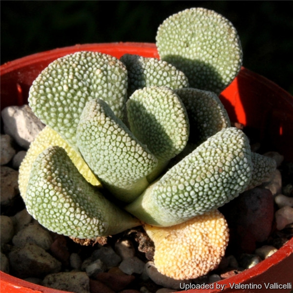 天女舞 Aloinopsis villetii