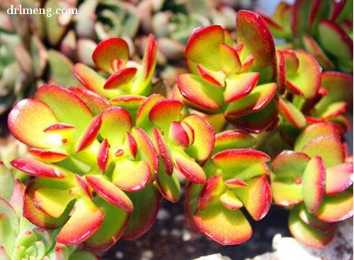 黄金花月 Crassula ovata 'Hummel's Sunset'