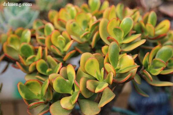 黄金花月 Crassula ovata 'Hummel's Sunset'