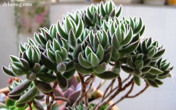 绒针 Crassula mesembrianthoides