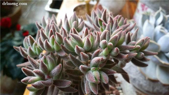 绒针 Crassula mesembrianthoides