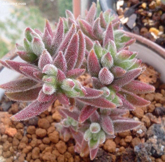 绒针 Crassula mesembrianthoides