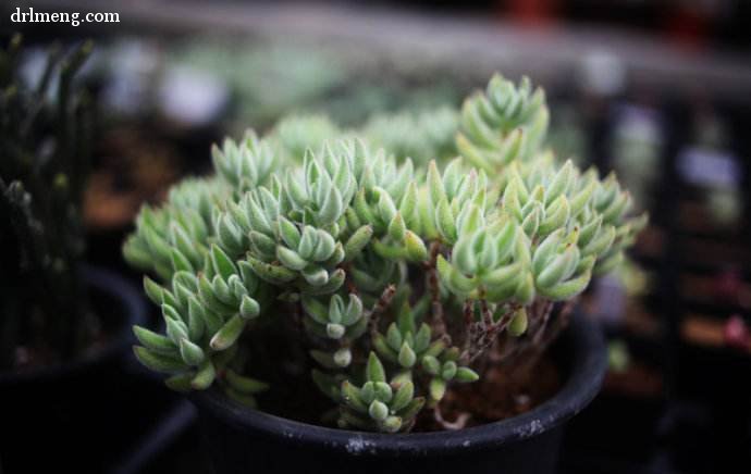 绒针 Crassula mesembrianthoides