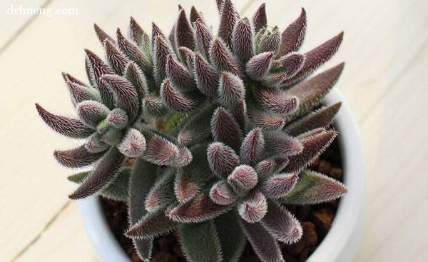 绒针 Crassula mesembrianthoides