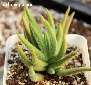 狐之尾Crassula mesembryanthoides ssp.hispida