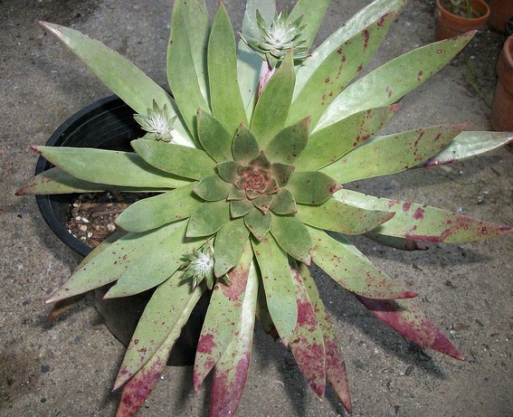 仙女杯尹静思 Dudleya ingens