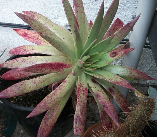 仙女杯尹静思 Dudleya ingens