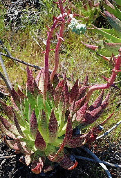 仙女杯尹静思 Dudleya ingens