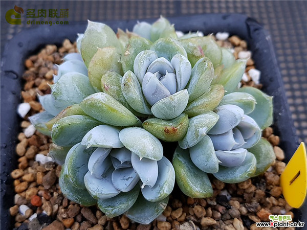 雪兔 Echeveria 'snow bunny'