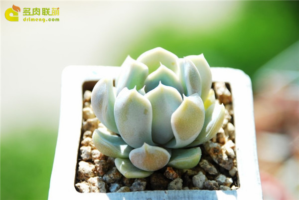 雪兔 Echeveria 'snow bunny'