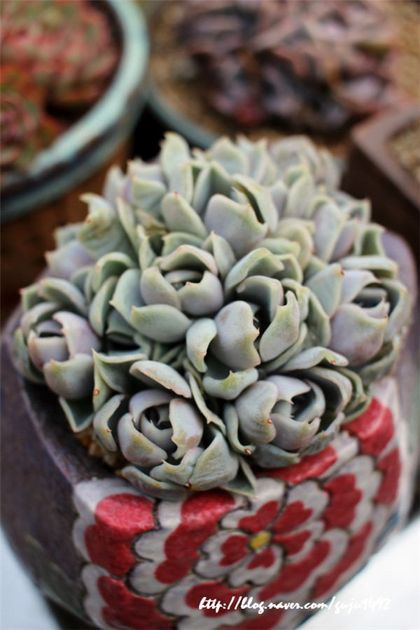 雪兔 Echeveria 'snow bunny'