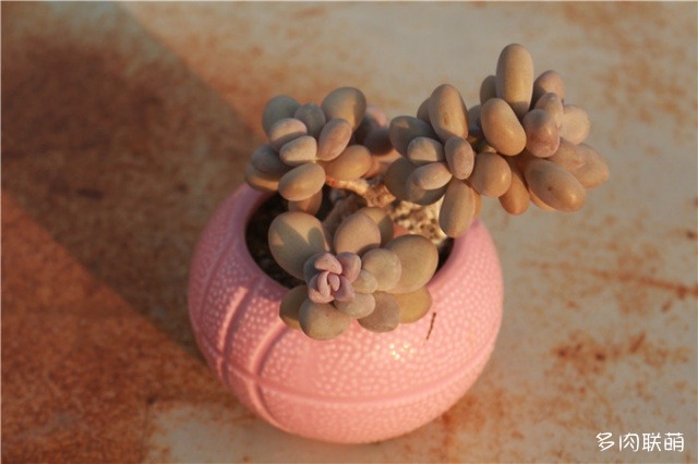 yanzhi-5