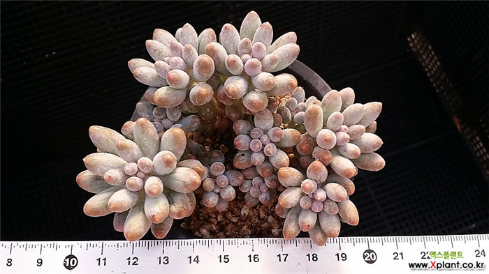 婴儿手指 Pachyphytum Machucae'/Baby finger