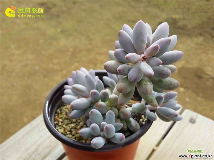 婴儿手指 Pachyphytum Machucae'/Baby finger