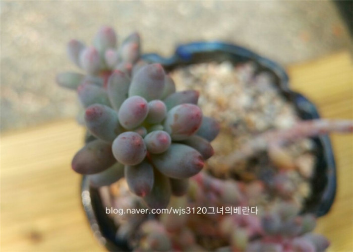 婴儿手指 Pachyphytum Machucae'/Baby finger