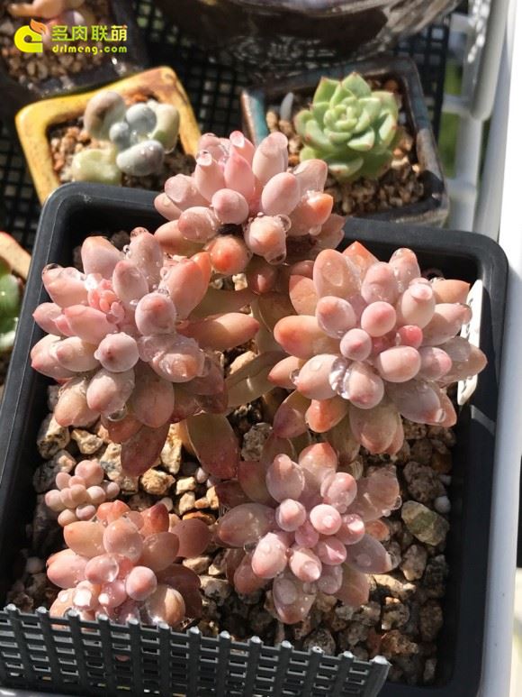 婴儿手指 Pachyphytum Machucae'/Baby finger