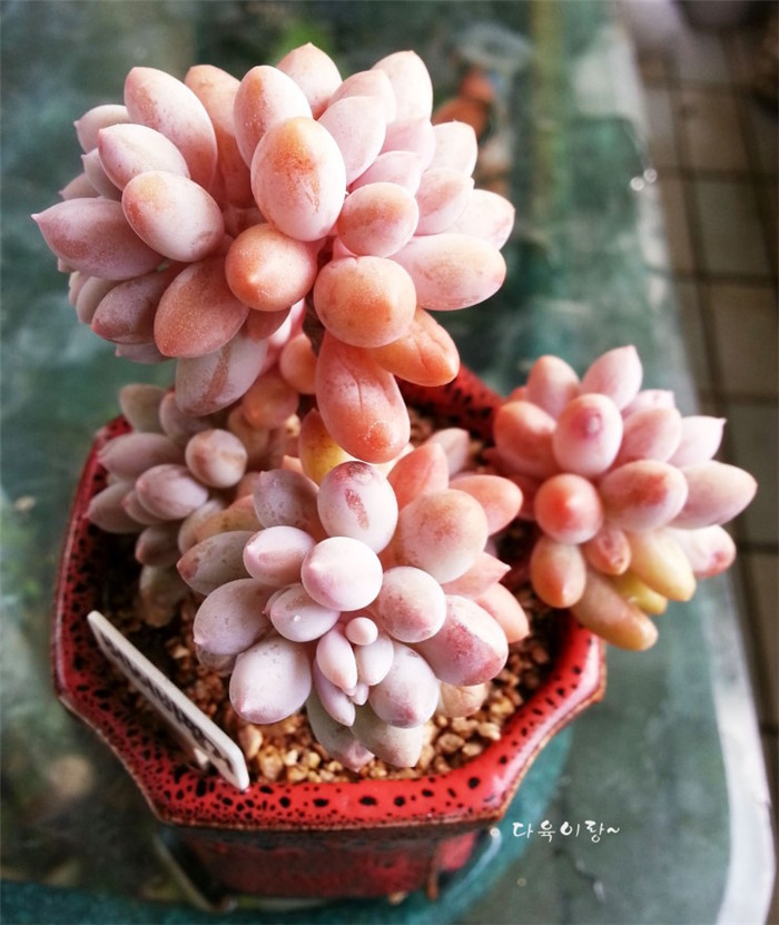 婴儿手指 Pachyphytum Machucae'/Baby finger