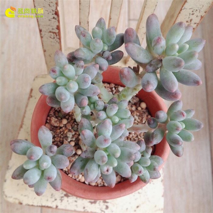 婴儿手指 Pachyphytum Machucae'/Baby finger