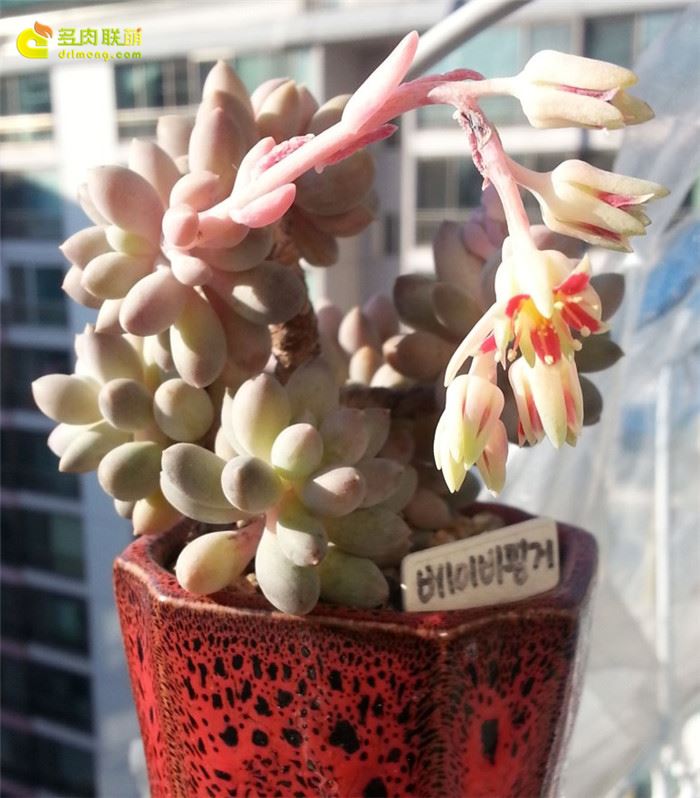 婴儿手指 Pachyphytum Machucae'/Baby finger