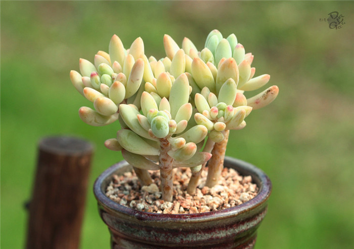 婴儿手指 Pachyphytum Machucae'/Baby finger