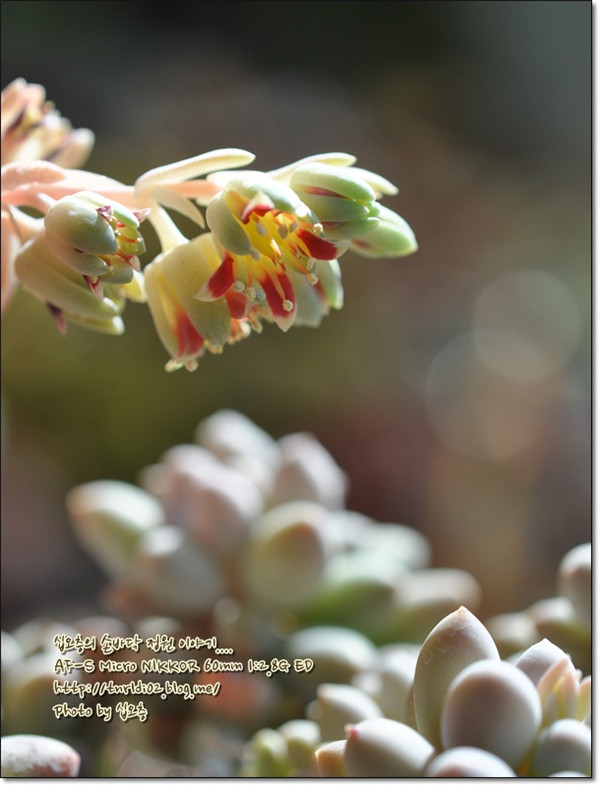 婴儿手指 Pachyphytum Machucae'/Baby finger