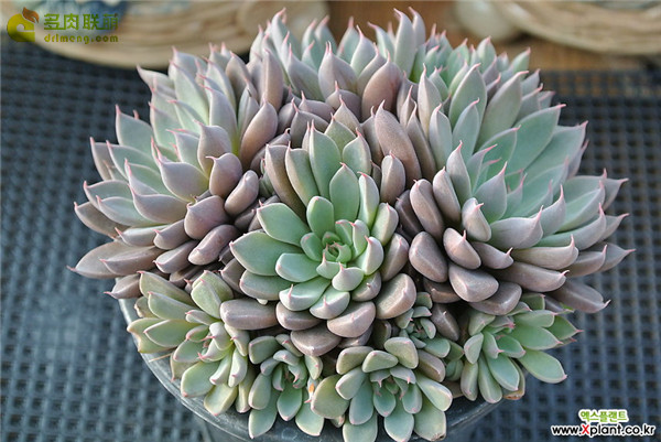 多肉银天女 Graptopetalum rusbyi