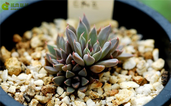 多肉银天女 Graptopetalum rusbyi