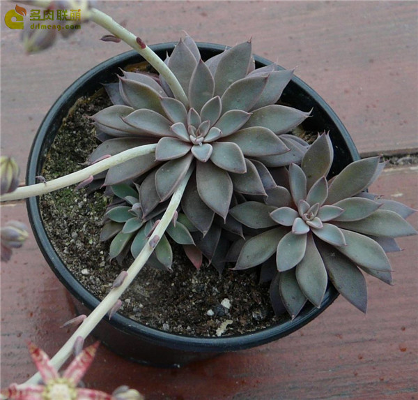 多肉银天女 Graptopetalum rusbyi