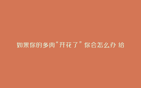 如果你的多肉“开花了”！你会怎么办？给你3个选择！