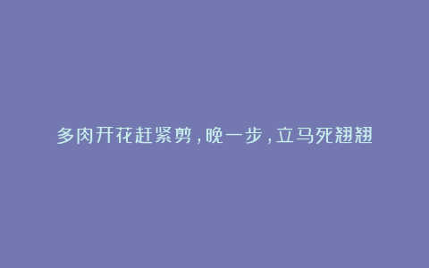 多肉开花赶紧剪，晚一步，立马死翘翘！