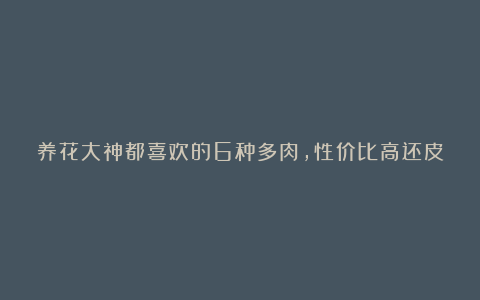 养花大神都喜欢的6种多肉，性价比高还皮实，仙气十足惹人爱