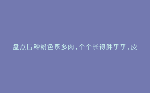 盘点6种粉色系多肉，个个长得胖乎乎，皮实好养又可爱