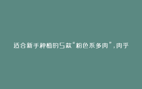 适合新手种植的5款“粉色系多肉”，肉乎乎，粉嘟嘟！