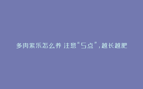 多肉紫乐怎么养？注意“5点”，越长越肥，株型美，从普通变极品