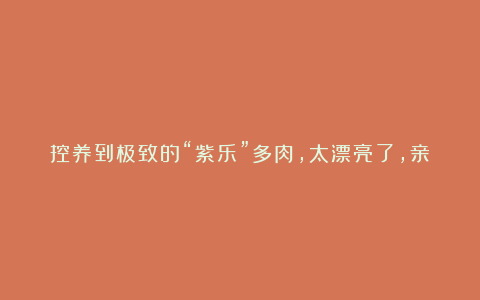 控养到极致的“紫乐”多肉，太漂亮了，亲妈都认不出