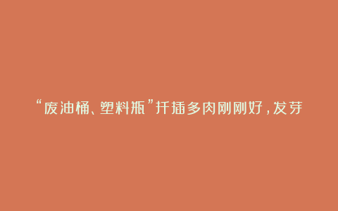 “废油桶、塑料瓶”扦插多肉刚刚好，发芽快，插1个活1个！