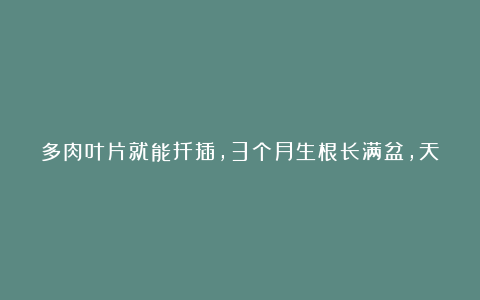 多肉叶片就能扦插，3个月生根长满盆，天气热也不怕！