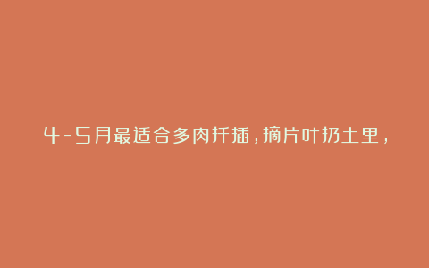 4-5月最适合多肉扦插，摘片叶扔土里，3天就生根，收获一片胖嘟嘟！