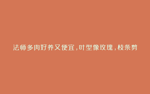 法师多肉好养又便宜，叶型像玫瑰，枝条剪下可不断扦插，成活率高