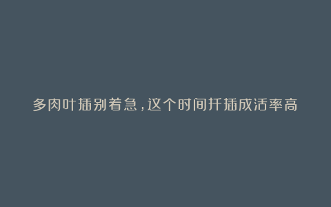 多肉叶插别着急，这个时间扦插成活率高！