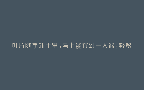 叶片随手插土里，马上能得到一大盆，轻松一盆变10盆！！